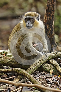 Barbados Green Monkey
