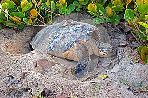 Barbados Hawksbill Sea Turtle digging a whole on the beach in preparation for burying eggs