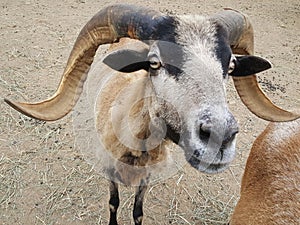 Barbados Horned Sheep Close-up