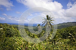 Barbados jungle