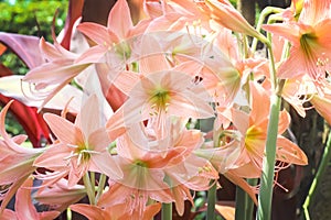 Barbados lily flowers Hippeastrum puniceum blooming in natural garden background