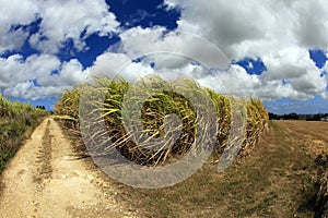 Barbados Sugar Cane Fields