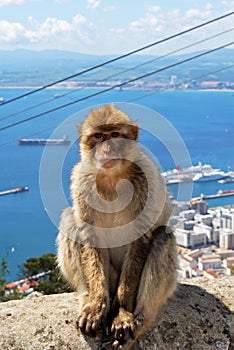 Barbape Ape, Gibraltar.