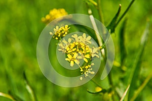 Barbarea vulgaris