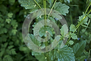 Barbarea vulgaris in bloom