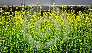 Barbarea vulgaris flowers blooming at spring