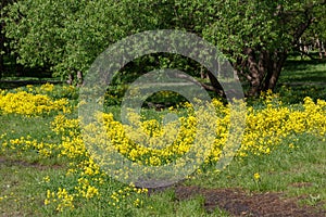 Barbarea vulgaris, herb Barbara, rocket-cress, yellow rocket-cress, winter or yellow.