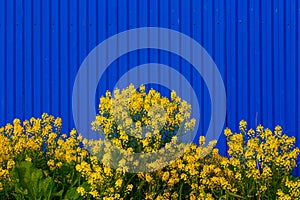 Barbarea vulgaris or Yellow Rocket or Garden yellowrocket flowers on blurry blue fence background.