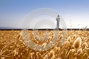 Barbaria cape lighthouse formentera golden meadow photo