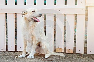 A barbarian dog of light color sits near a wooden fence in the street in the village.