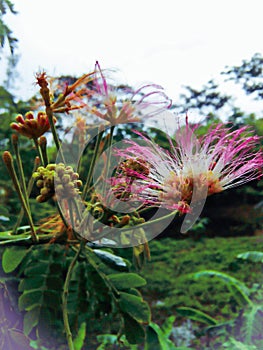 Barbaric flower image