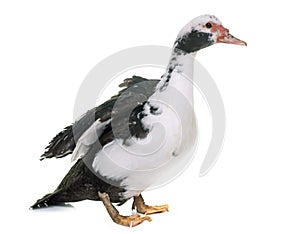 Barbarie duck in studio