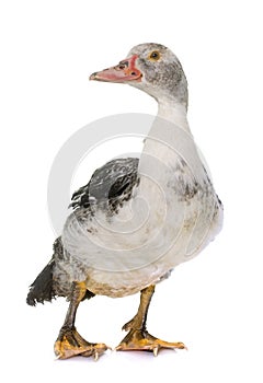 Barbarie duckling in studio