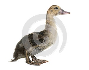 Barbarie duckling in studio