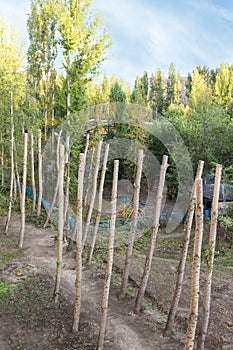 Barbarous pruning of old poplars in the city.