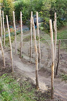 Barbarous pruning of old poplars in the city.