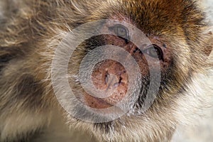 Barbary Ape