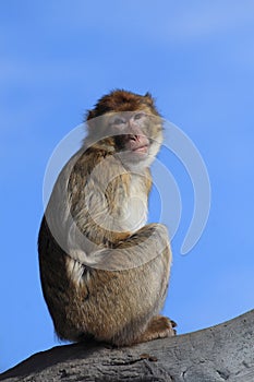 Barbary ape photo