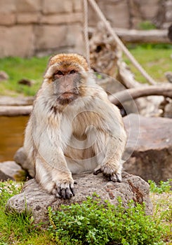 Barbary ape photo