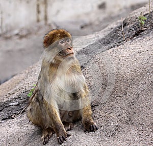 Barbary Ape