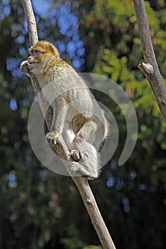 Barbary ape