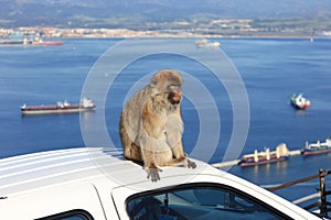 Barbary Ape