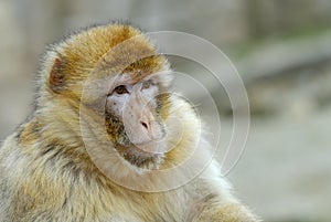 Barbary ape