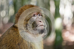 Barbary ape