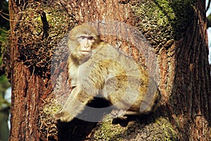 Barbary Ape photo