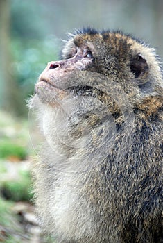 Barbary Ape