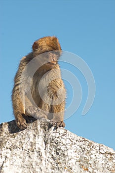 Barbary ape photo