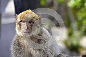 Barbary Ape