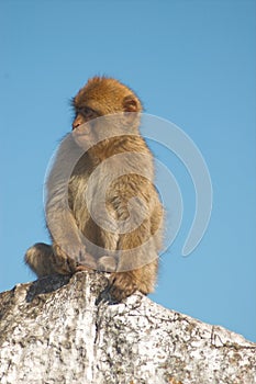 Barbary ape