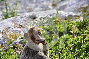 Barbary Ape