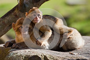 Barbary ape and baby