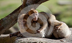 Barbary ape and baby