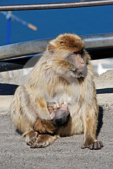 Barbary Ape with baby, Gibraltar.