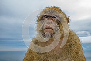 Barbary Ape Face- close up study