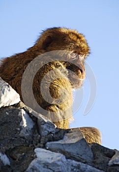Barbary Ape of Gibraltar