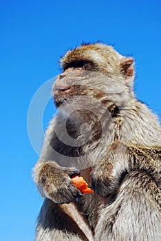 Barbary ape, Gibraltar.