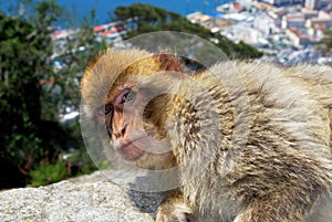 Barbary Ape, Gibraltar.