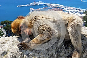 Barbary Ape, Gibraltar.
