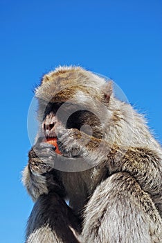 Barbary Ape, Gibraltar.