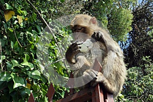 Barbary Ape of Gibraltar