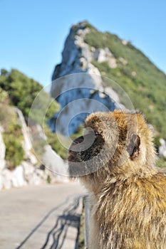 Barbary ape at Gibraltar\'s Upper Rock.