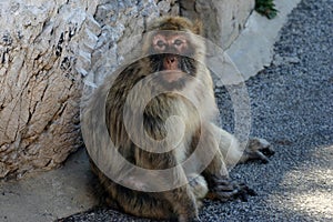 Barbary Ape - Gilbratar