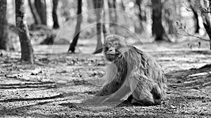 Barbary ape with hands on ground looks away in black and white