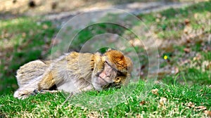 A Barbary ape lies dreamily in a meadow