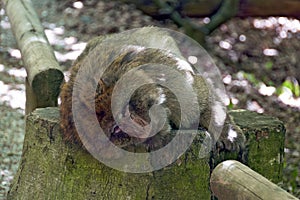 Barbary ape lying on a stub