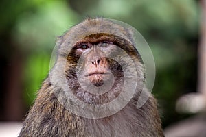 Barbary Ape, Macaca sylvanus